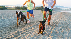 Dog running, trekking & love  HUCAN vibes 2020